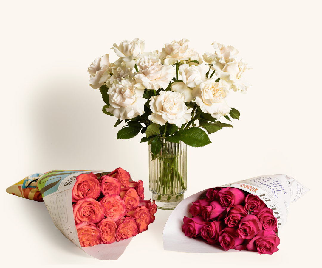 Roses-52384603767151