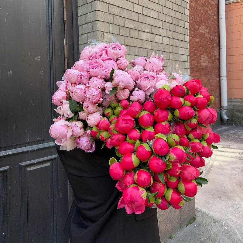 Person dressed in black holding two large bouquets of soft pink and vibrant fuchsia peonies from Fresh Sends.
