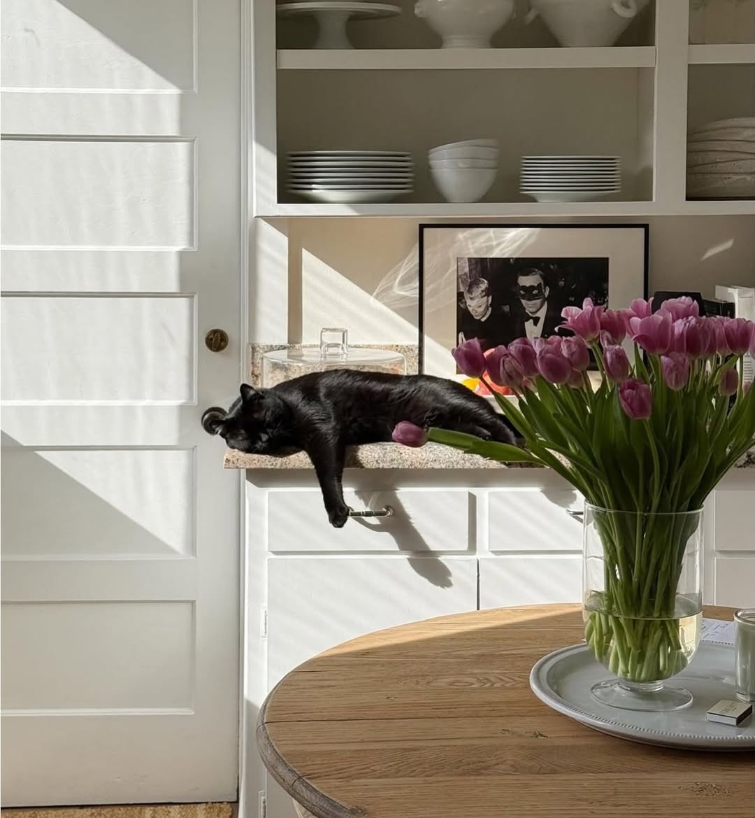 Black cat sleeping on a kitchen counter next to a large vase of purple tulips from Fresh Sends in bright sunlight.-319684215151