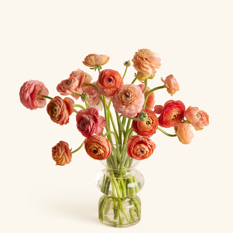 Ranunculus