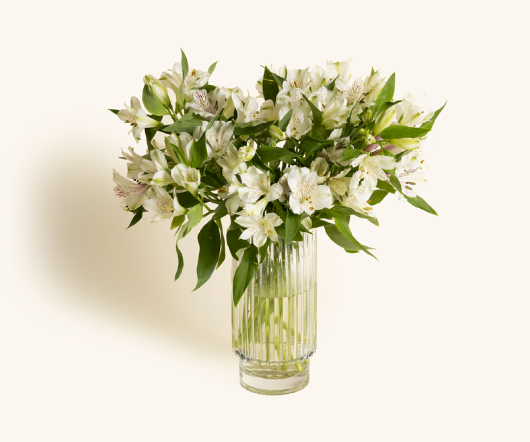 Alstroemeria-25659557052452