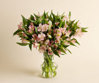 Alstroemeria
