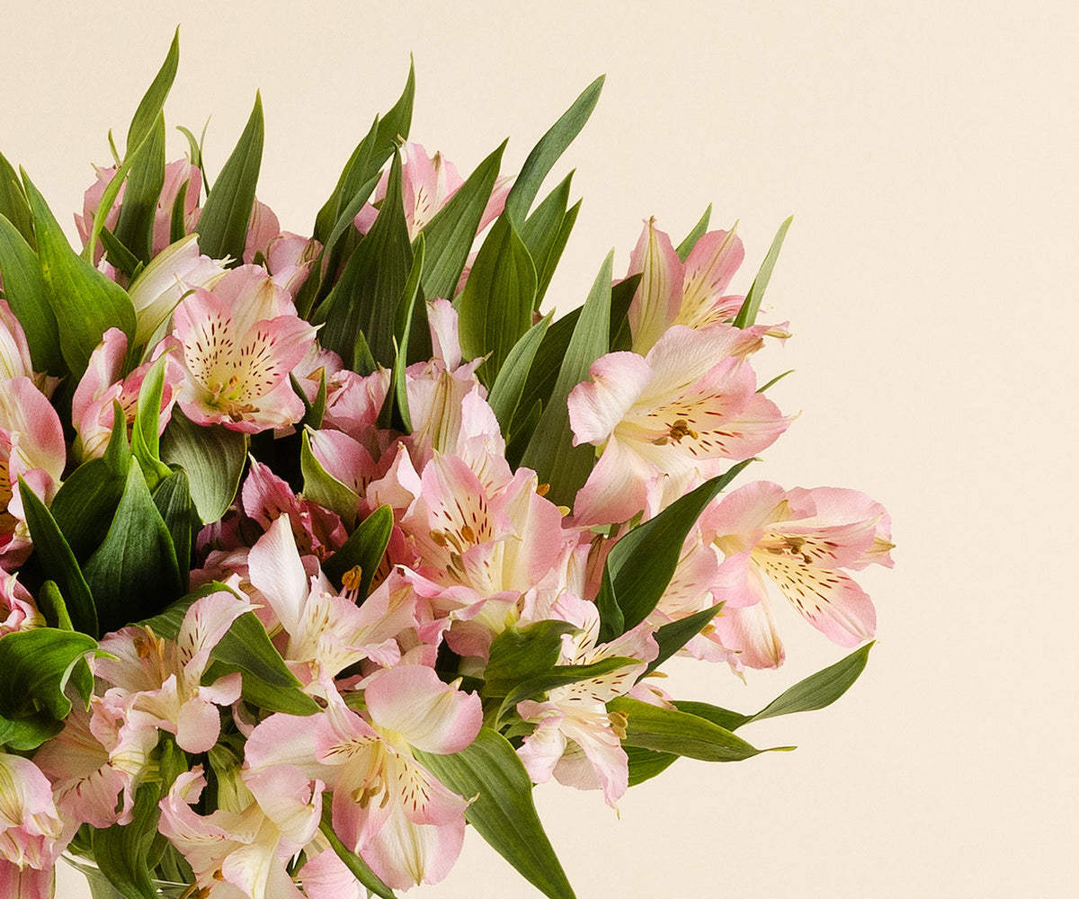 Alstroemeria
