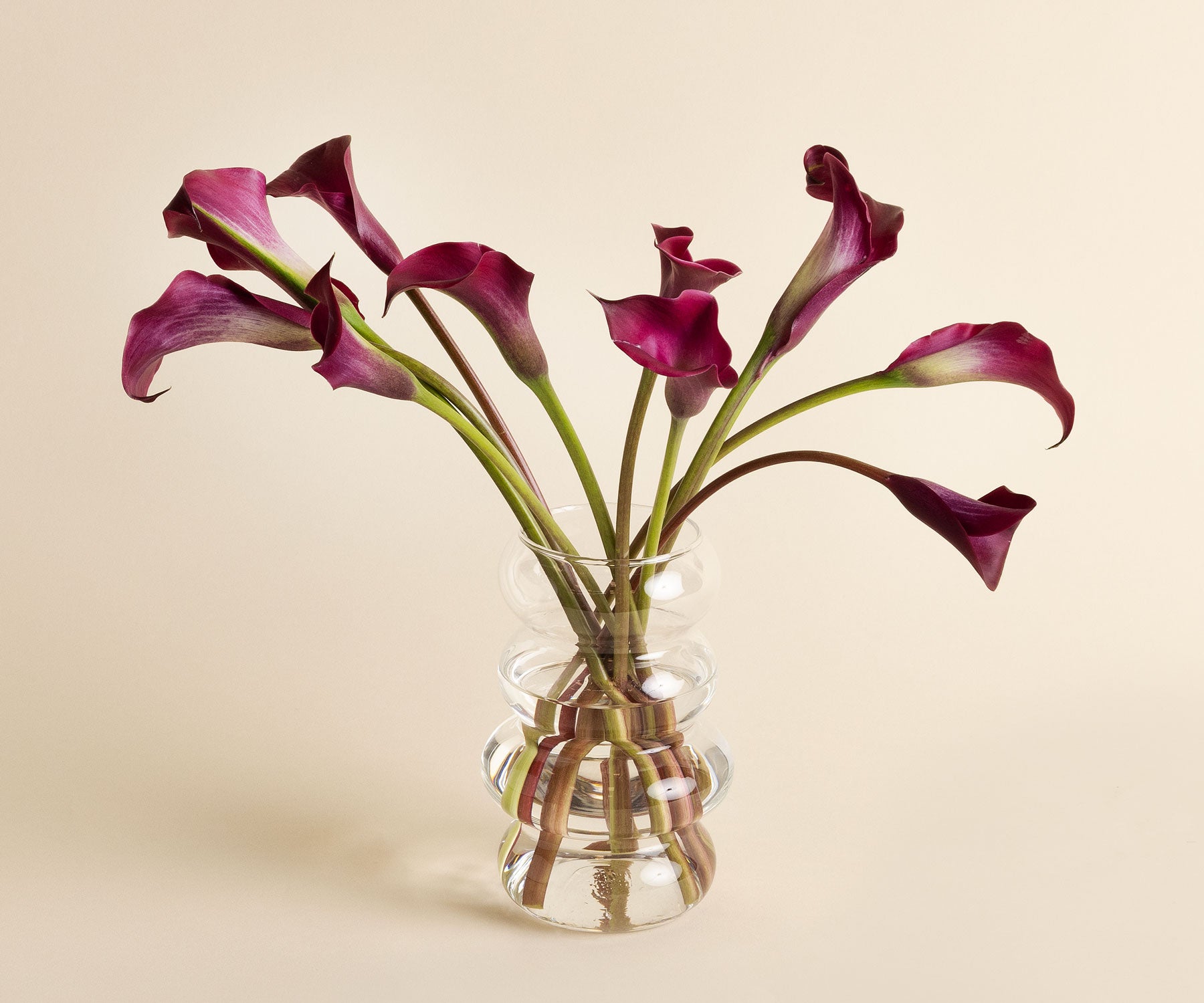 Calla Lilies-55186564710767