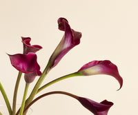 Calla Lilies