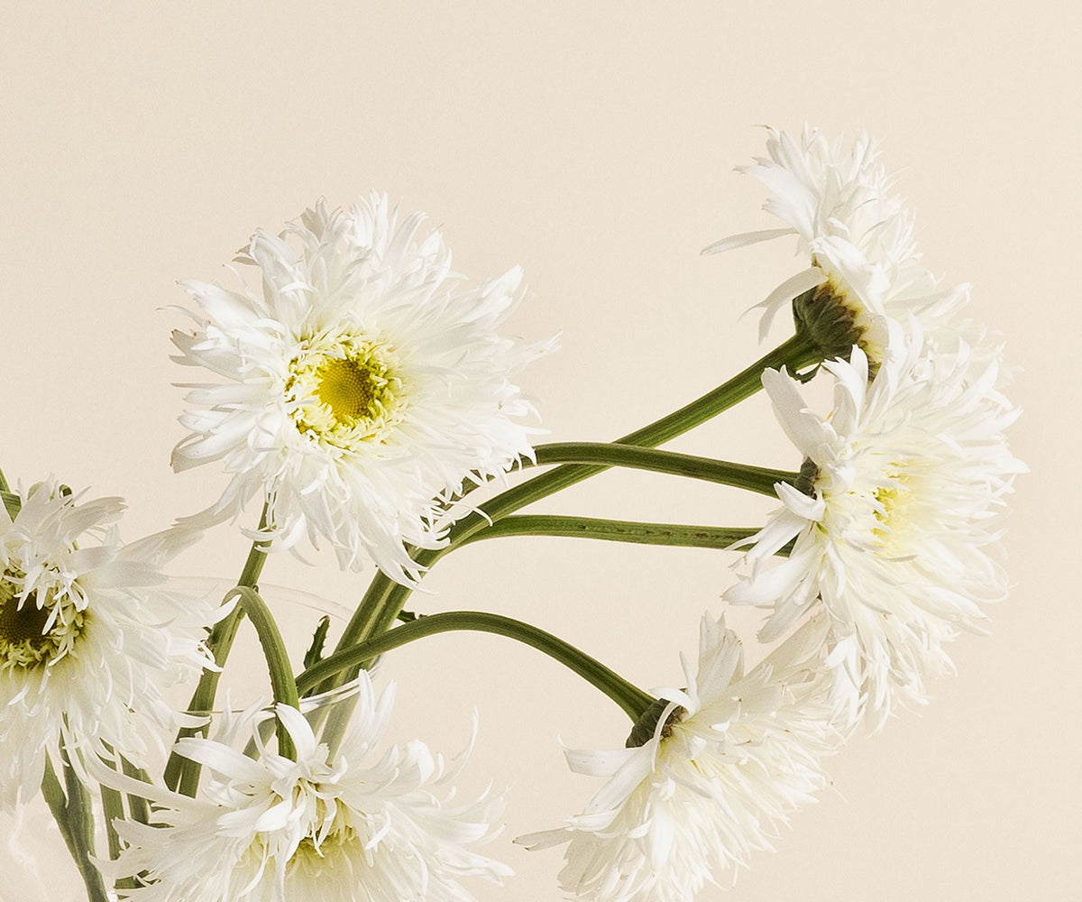 Daisies