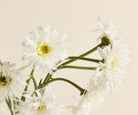 Daisies