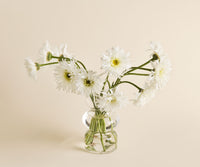 Daisies