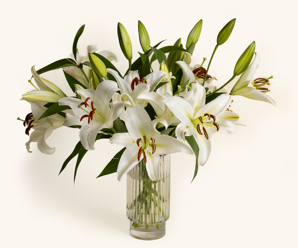 lily's the flower Lilies
