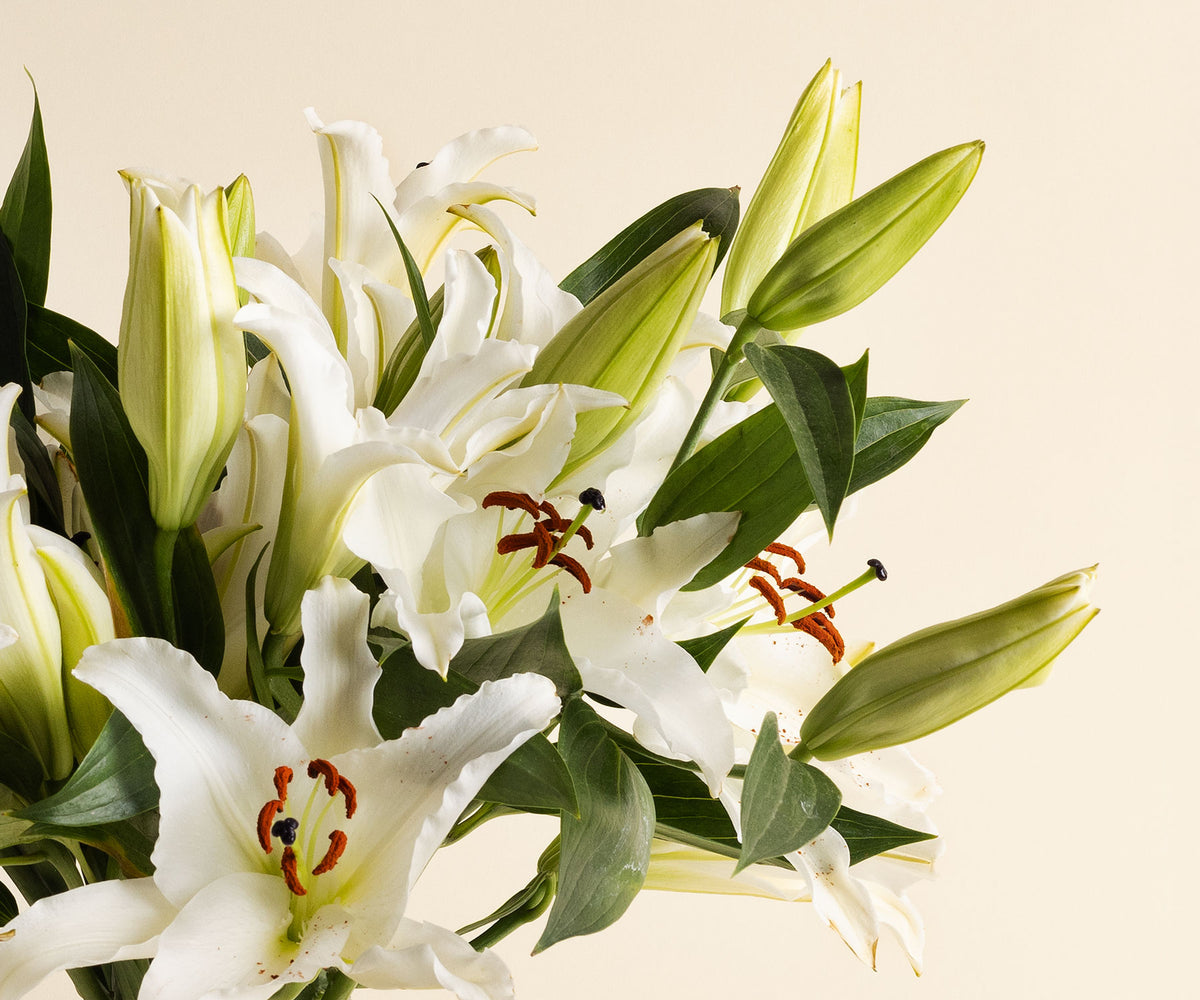 The Condolence Send – Lilies