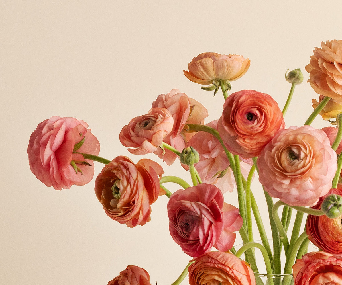 Ranunculus