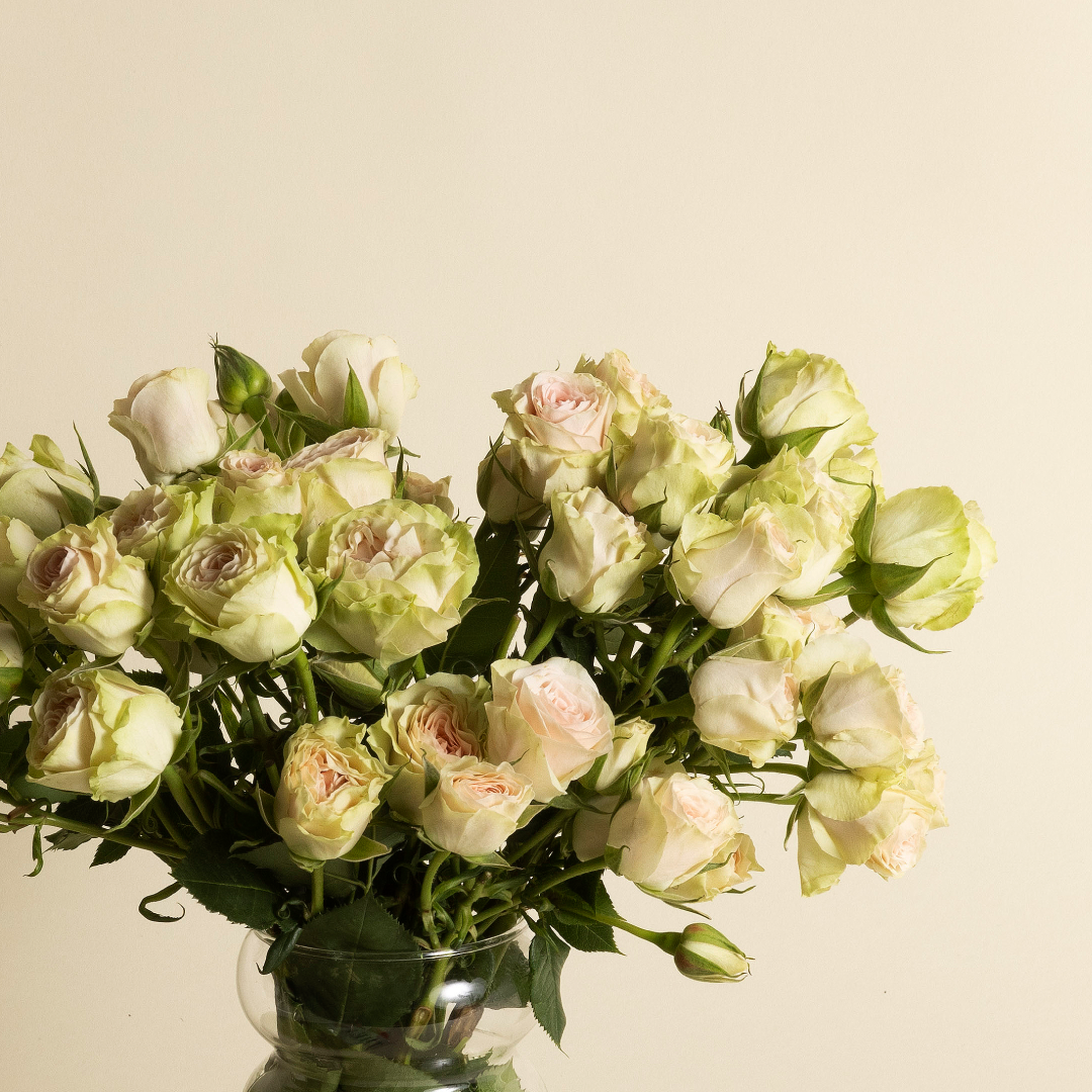 FS Favorites Tulips Fresh Sends