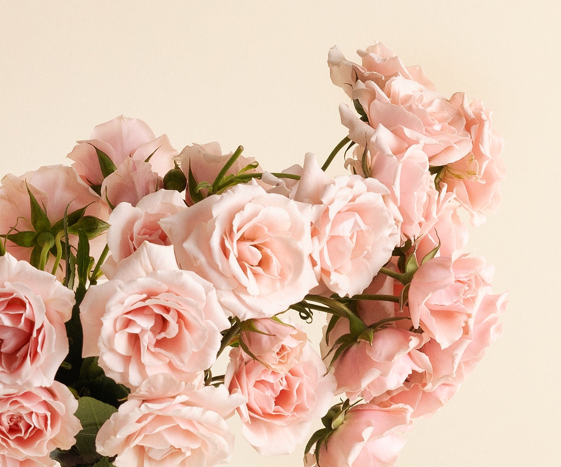 Spray Roses-55186572411247