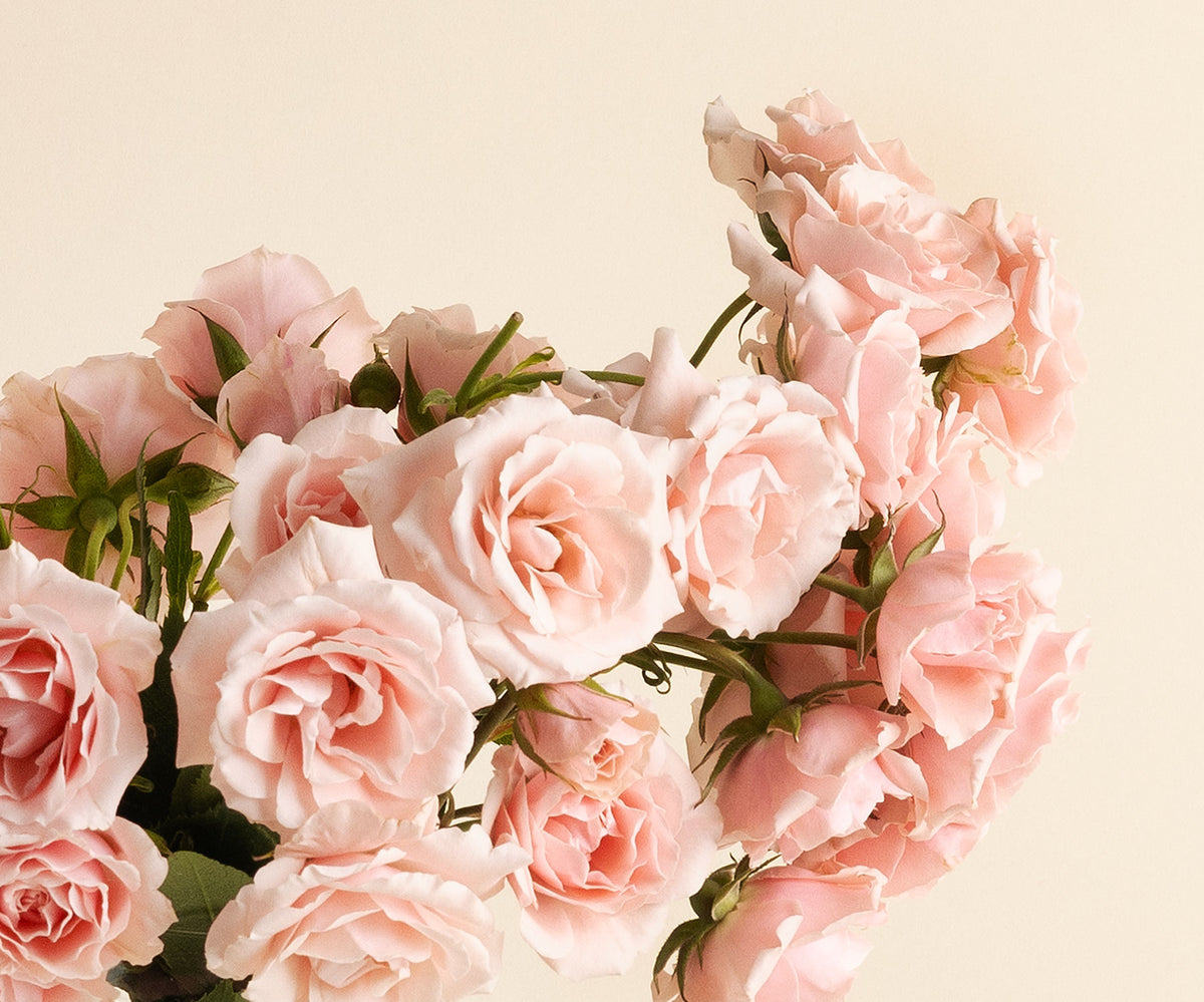 Spray Roses